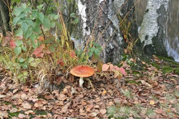 6. SR-Wanderung 03.10.2009