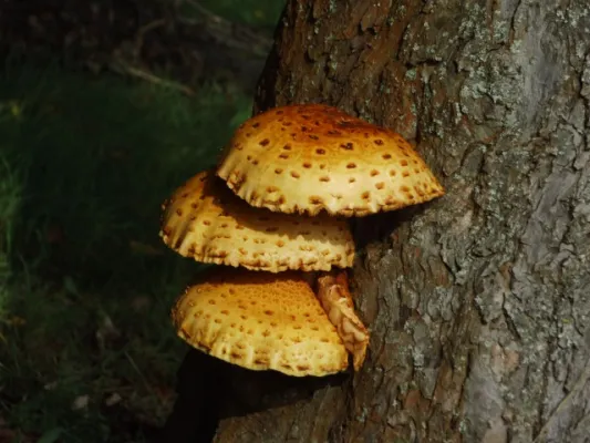 11. SR-Wanderung 03.10.2014