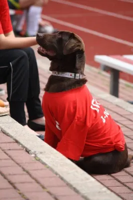 Pokalfinale B - und C-Jgd. 2012/2013 - Wilsdruff